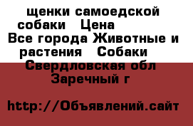 щенки самоедской собаки › Цена ­ 25 000 - Все города Животные и растения » Собаки   . Свердловская обл.,Заречный г.